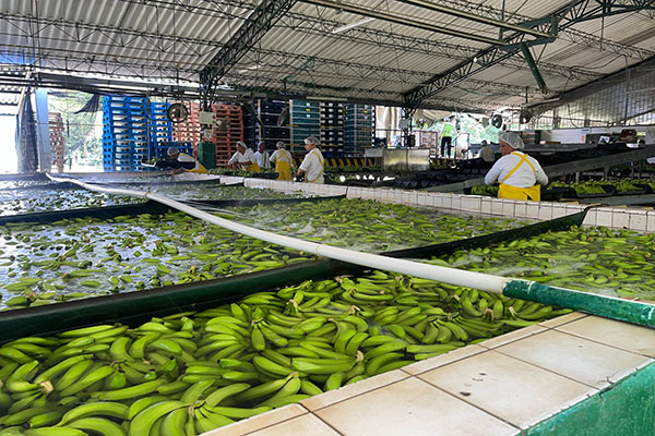 Zona Bananera, seguridad y protección para los productores con el apoyo de Banasan S.A.S y Asbama