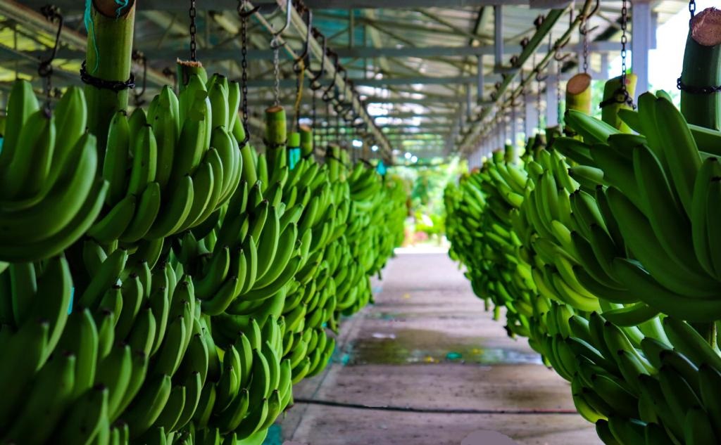 La Fundación Banasan S.A.S entrega comedores escolares en la Zona Bananera, beneficiando a cientos de estudiantes con espacios adecuados para su alimentación.