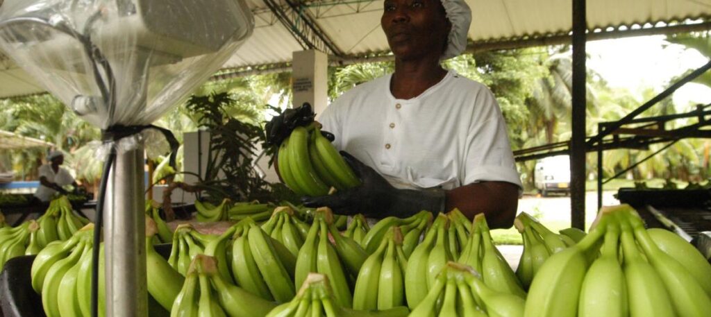 Banasan S.A.S ante aranceles que amenazan la exportación de banano colombiano
